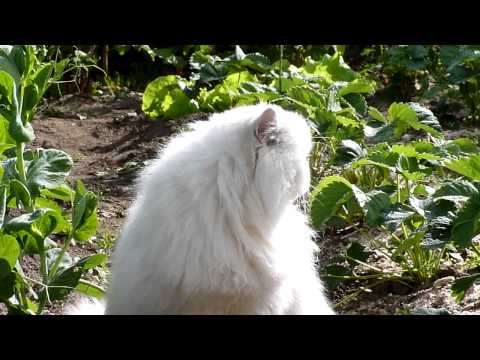 Cat Kristofer 2011 Juuni