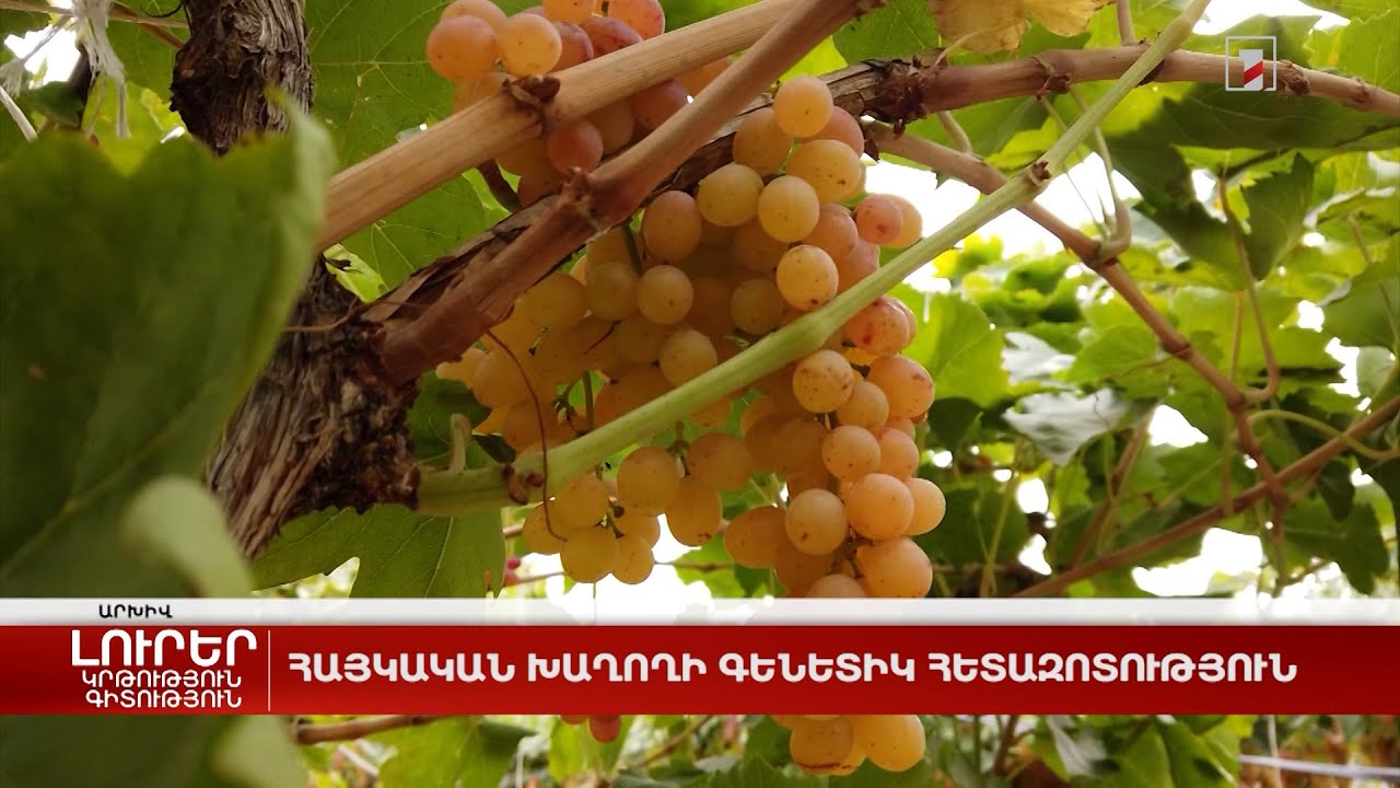 Հայկական խաղողի գենետիկ հետազոտություն