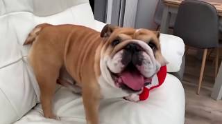 Die 10 teuersten Hunderassen