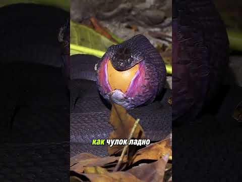 Челюсть яичной змеи
