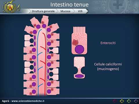 Digestive System 11: Small Intestine - Structure