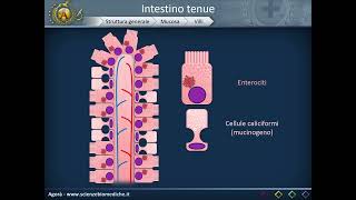 Apparato digerente 11: Intestino tenue - Struttura
