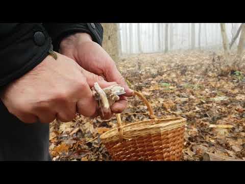 zsírvesztési tippek és trükkök laktózmentes fogyókúrás por