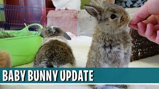 Baby Bunny Update - 1-MONTH-OLD HOLLAND LOP BUNNIES!
