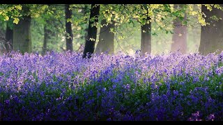 Inspirational Music ~ Beautiful Spring Countryside  Part 2 ~ 'Even In A Breeze' By Oliver Wakeman