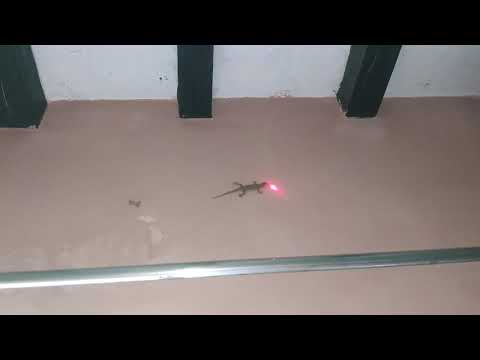 How a lizard is attracted by a laser light