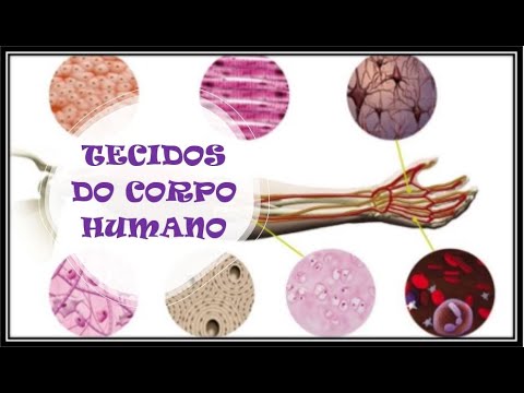 Tecidos do Corpo humano
