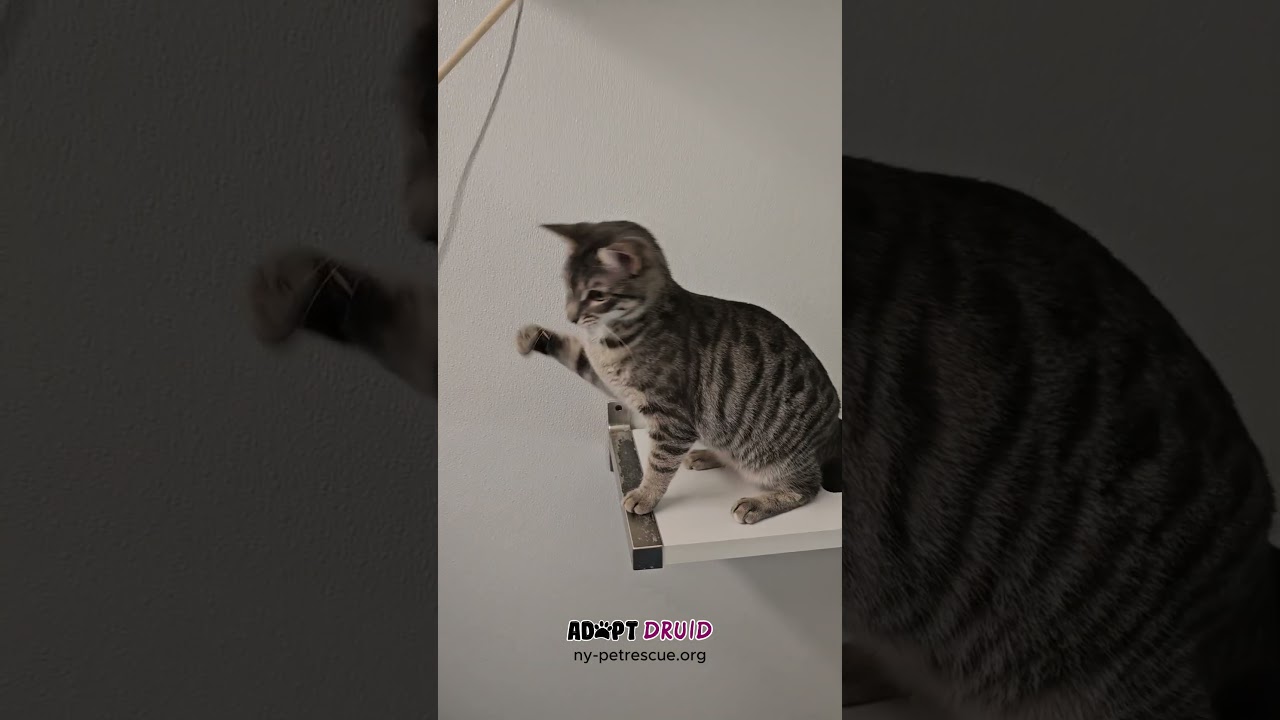 Enlarge Druid, a ADOPTABLE Domestic Short Hair in Harrison, NY video 2/6
