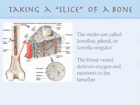 Skeletal Video 2 Microscopic Compact Bone
