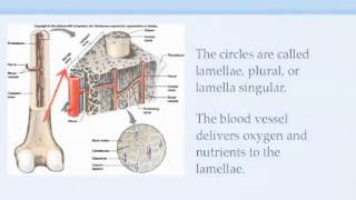 skeletal video #2 microscopic compact bone