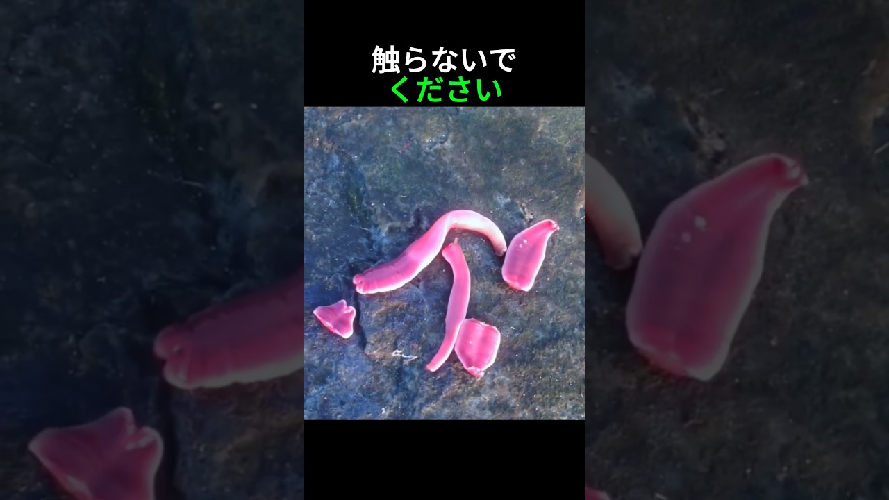 触ってはいけない理由