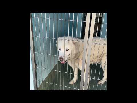 When Shelter Dogs Get a Second Chance | Adoption Update