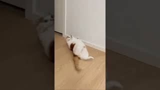 Download lagu Cute Cat #cutecat #cutecatshort #cuteanimals #kucing #kucinglucu #kucingimut mp3 Download lagu Cute Cat #cutecat #cutecatshort #cuteanimals #kucing #kucinglucu #kucingimut mp3