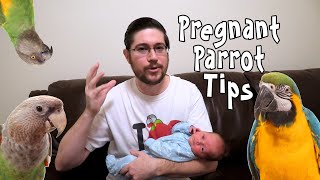 Parrot Tips While Having a Baby