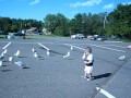 16 Month Old Zephyr Plays With The Seagulls At Lake Superior Zoo
