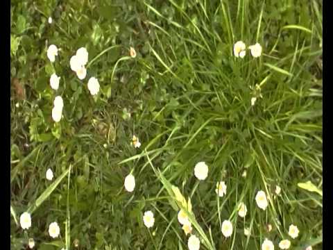 S jak Szumilas i STOKROTKA, nie dla UBeckiej chołoty, deptać, Monika Olejnik