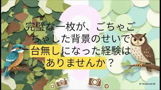 野鳥撮影ステップアップ：背景を活かす構図【鳥ビア】