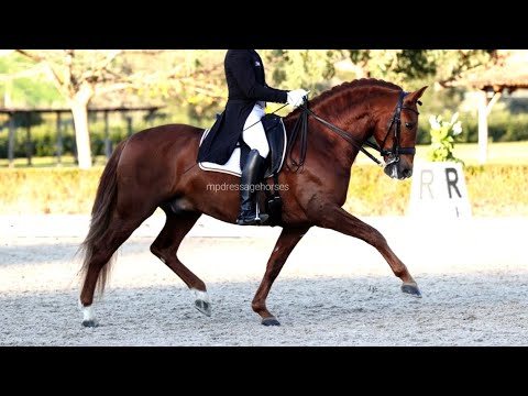 Inter I - Andalusian PRE Gelding 2015 - 1,60 cm (#MP578)
