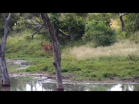 Djuma: Nyala mom and young one - 16:40 - 04/20/20
