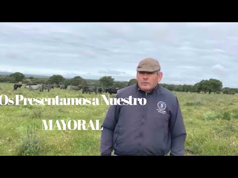 EL MAYORAL
