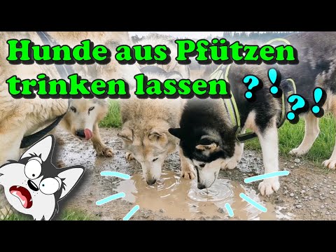 Hilfe!!! Hund tut aus der Pfütze trinken!! Wird er davon krank mit Durchfall / Erbrechen ? 😮😨😱
