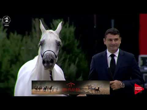 Ecaho European Show 2018 - Class 7