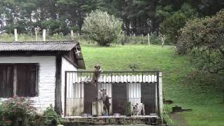 Buldogue Campeiro - Apollo.m4v