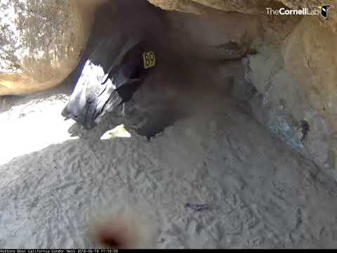 Female Condor #289 Feeds Big Meal To Chick At Hutton's Bowl – June 19, 2018
