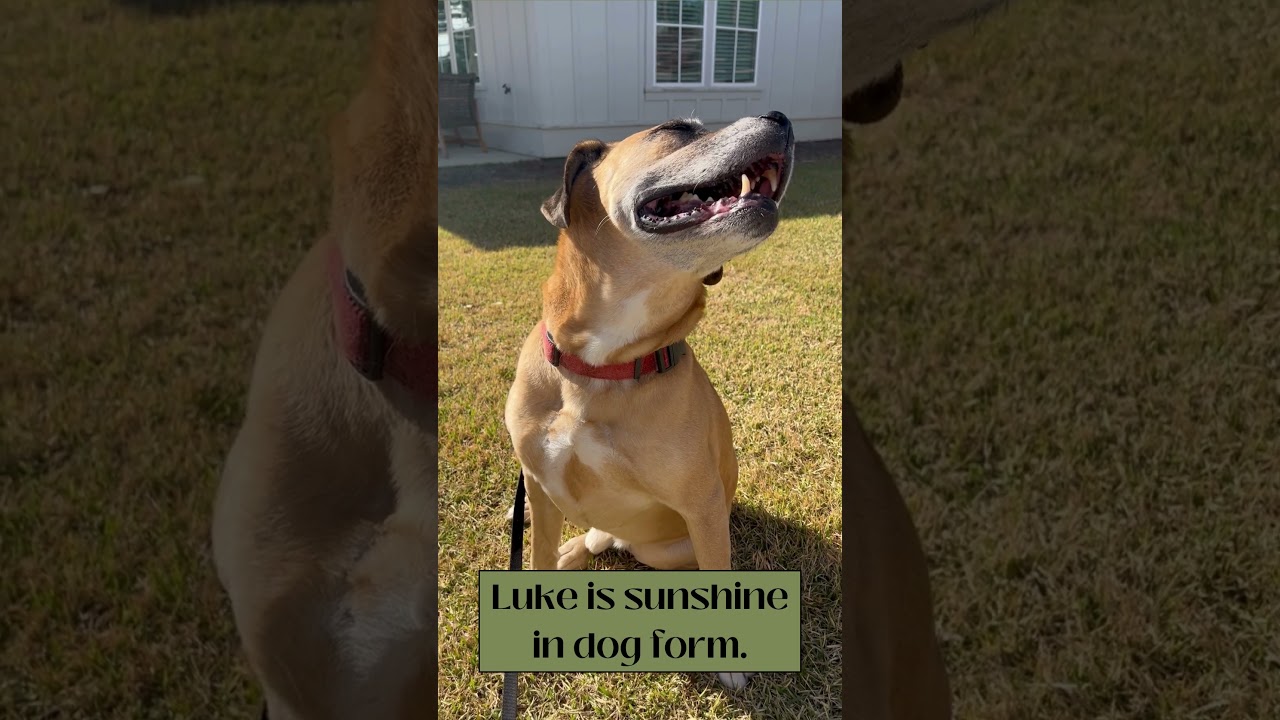 Enlarge Luke, a Adoptable mixed breed in Freeport, FL video 6/6
