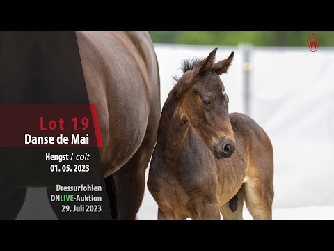 ONLIVE-AUKTION Lot 19 Danse de Mai Hengst v. Dancier Gold - San Amour I