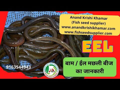 बाम / ईल मछली बीज, Eel farming, Bommidayalu, Vealangu mean, Vaamb, Rajbaam, Mananjil, Baam, Kuchiya