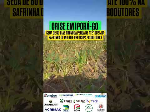 SECA DE 60 DIAS EM IPORÁ/GO PROVOCA PERDA DE ATÉ 100% NA SAFRINHA DE MILHO E PREOCUPA PRODUTORES.