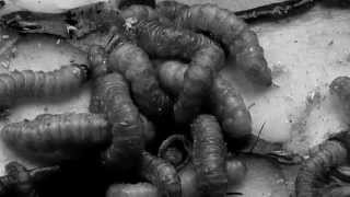 ARMANDO URIBE - DISIDENTE