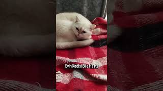 Canlı yayın açamadım çünkü ailecek hastayız. iyileşmek yerine daha kötü oldum 😒😞