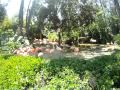 LA Zoo Flamingos
