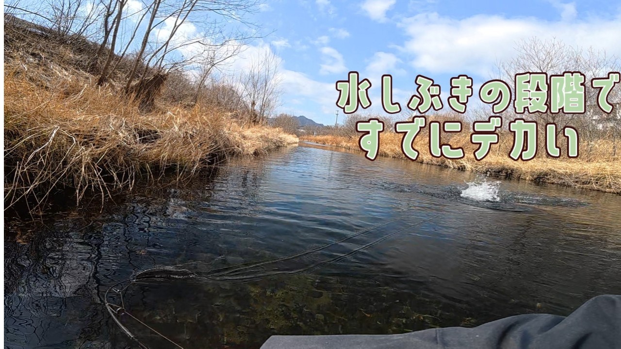 でけえトラウトの水しぶきでオイカワスプラッシュしおふき