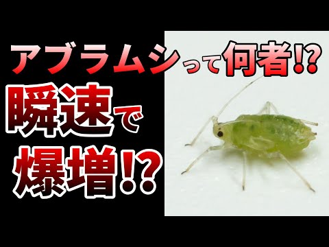 アブラムシの好む色の軌跡を辿って