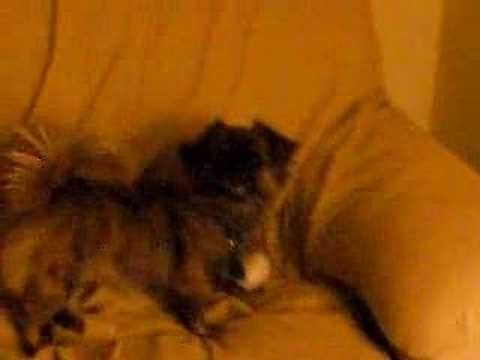 Shalia and the snowball