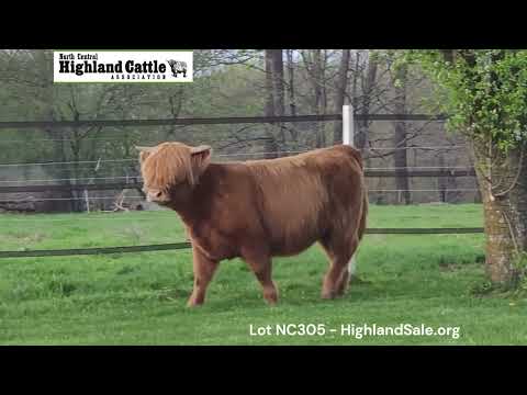 Lot NC305 - WINDEMERE LADYBUG (PV,D)