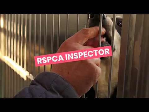 RSPCA inspector video 2