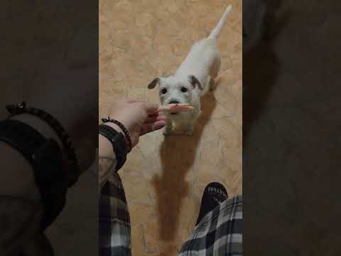 chicken paw #dog #puppy