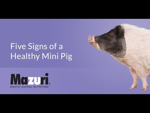 Five Signs to Look for in a Happy, Healthy Mini Pig