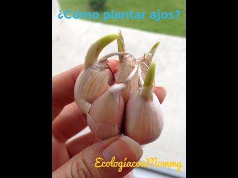 , title : '¿Cómo Plantar Ajos?'