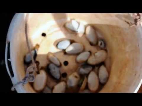 Prince Edward Island Digging Clams. #PEI