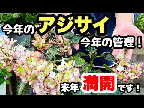 アジサイの育て方は？急速な成長と豪華な開花のための 5 つのプロの秘密  庭園