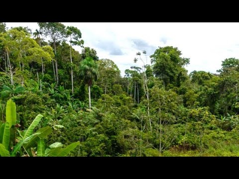Eine Milliarde Euro: Deutschland kämpft für den Schutz des Regenwalds