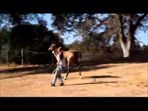 "Lacy" 2012 Filly by Farenhyte