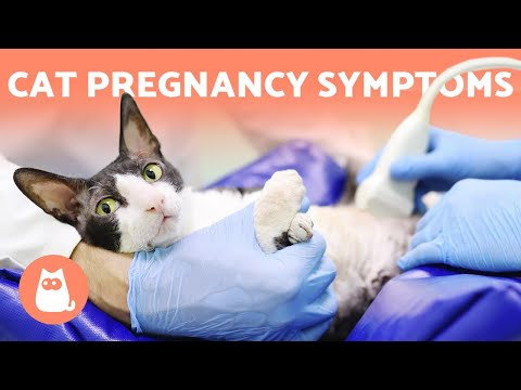 Is My CAT PREGNANT? - 6  Symptoms to Look Out For