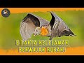 5 Fakta Kelelawar Berwajah Rubah Grey Headed Flying Fox