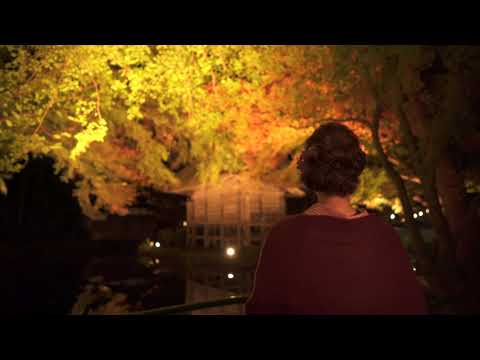 中尊寺　参道照明「紅葉銀河」PR動画（長編）